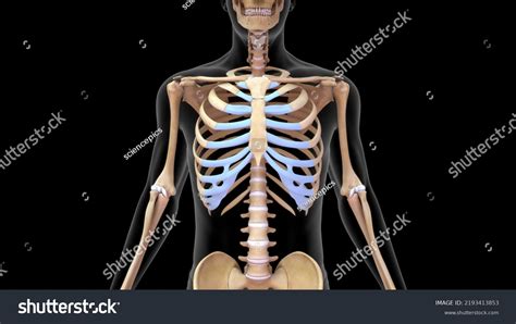 Human Skeleton Scapula Ribs Bone Anatomy Stock Illustration