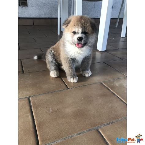 Cuccioli Di Akita In Vendita A Mariano Comense Co