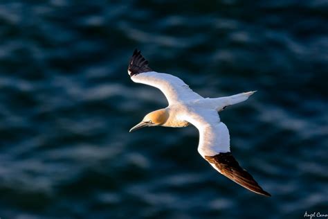 Alcatraz Atlántico Morus Bassanus 16 06 2018 Angel Cano Flickr