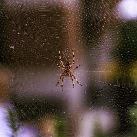 Weaving Spiders Come Not Here Back Part Ethan Kapitan Flickr