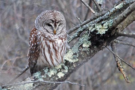 North Branch Nature Center Birding Plum Island And Cape Ann