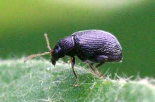 Eggplant Flea Beetle Epitrix Fuscula Bugguide Net