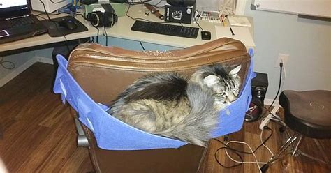 Sleepy Cats Won T Fall Off Chairs Anymore 3 Album On Imgur