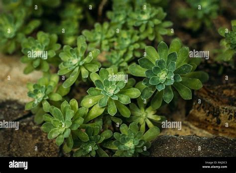 Creeping Sedum Hi Res Stock Photography And Images Alamy