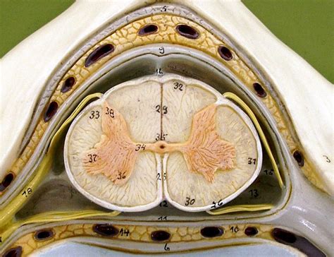Spinal Cord Lab Practical Diagram Quizlet