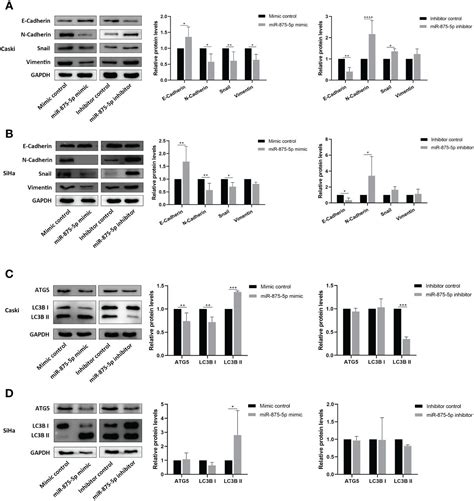 Frontiers MicroRNA 875 5p Inhibits The Growth And Metastasis Of