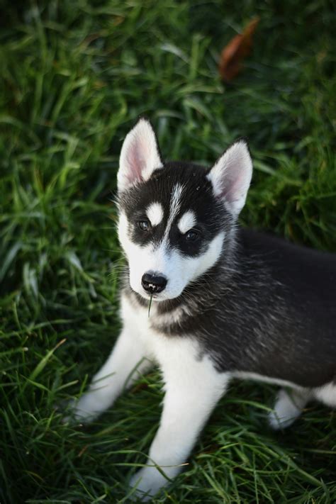 All Black Husky Puppies
