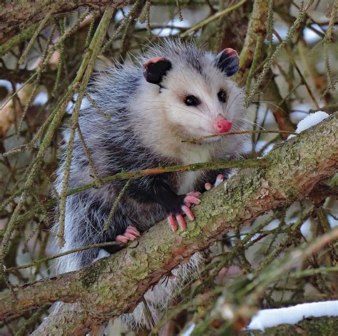 The Opossum A Misunderstood Marsupial Farm And Dairy