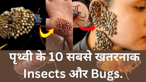 10 Most Dangerous Bugs And Insect In The World 10 Most Dangerous Insects You Must Run Away From