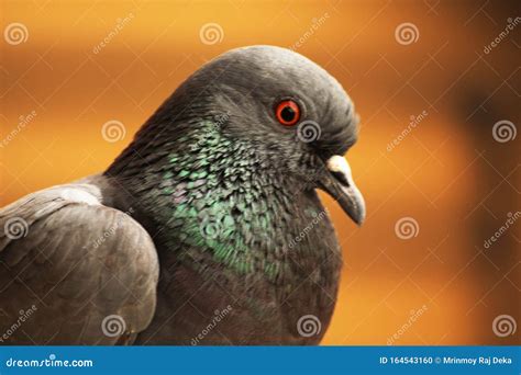 Close Up of Rock Pigeon`s Colorful Feathers Stock Photo - Image of ...