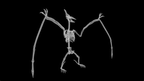 Pterodactyl skeleton 3d model Low Poly AR - Team 3d Yard