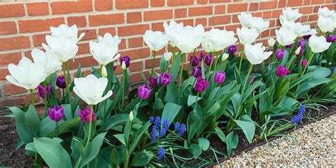 How To Design A Spring Flower Bed With Bulbs In The Fall Plant Perfect Bismarck