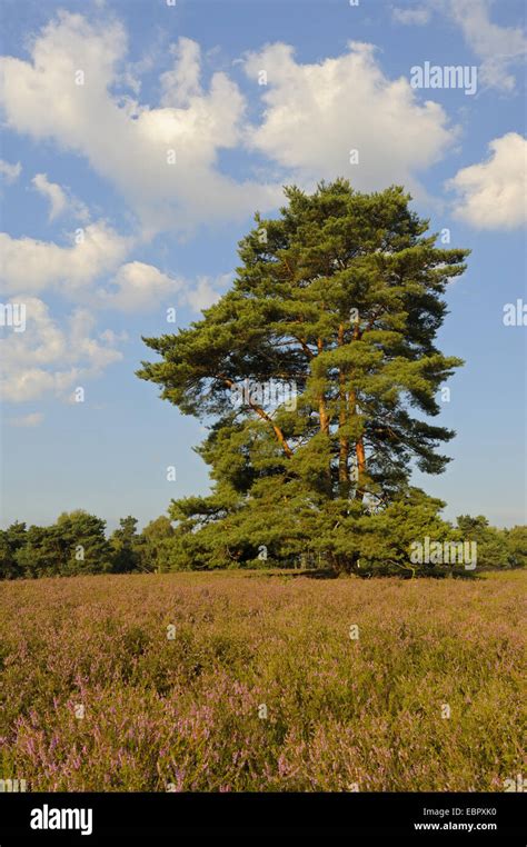 Pinos Silvestres Pino Silvestre Pinus Sylvestris Solo En La Reserva