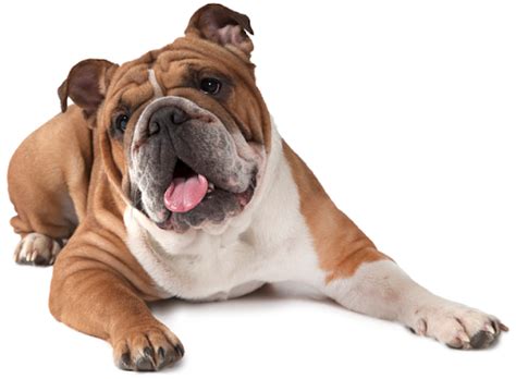 Bulldog Transparent Free Png Png Play