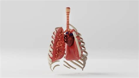 3D Model Human Body Human Respiratory System Twinkl