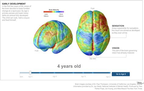 The Growth And Development Of A Teenagers Brain