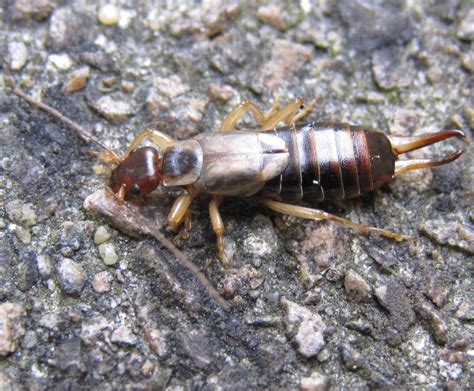 Common Earwig