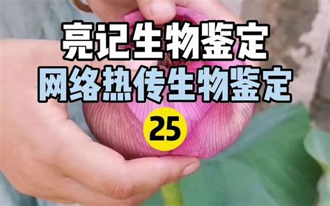 【亮记生物鉴定】网络热传生物鉴定25 哔哩哔哩