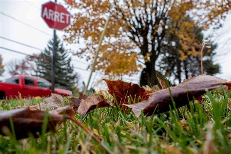 Quelques Bonnes Raisons De Ne Pas Ramasser Vos Feuilles Mortes TopoLocal