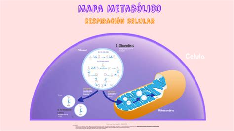 Mapa Metabólico By Alexa Figueroa On Prezi