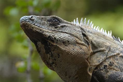 reptil marrón iguana lagartija reptil animal criatura exótico