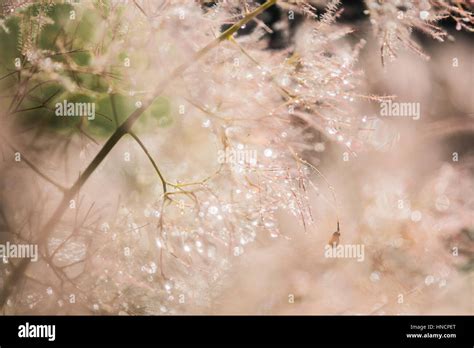Magical Dew Drops With Bookeh Light Amazing Colours Stock Photo Alamy