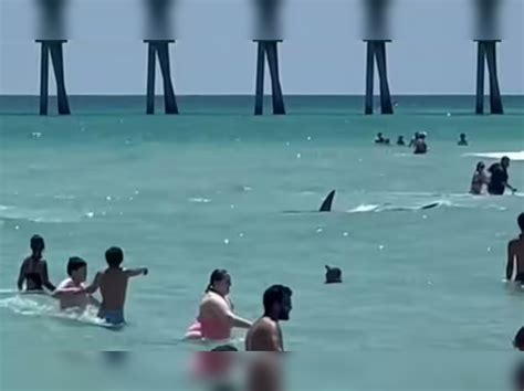 Viral Shark Swims Terrifyingly Close To Beachgoers In Florida Times