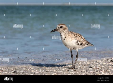 Black Bellied Plover Stock Photo Alamy