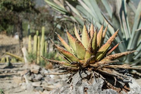 Conoce Las 9 Especies De Agaves Mezcaleros De Oaxaca