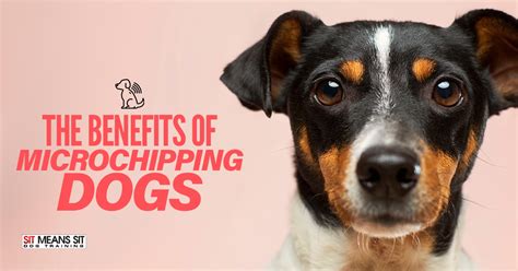 The Benefits Of Microchipping Dogs | Sit Means Sit Dog Training