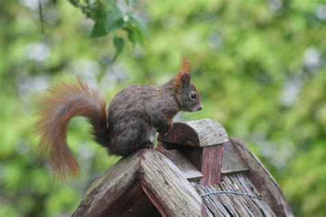 Eichhörnchen Auf Vogelhaus Foto And Bild Tiere Wildlife Säugetiere