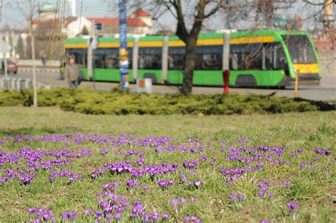 Pierwsze oznaki wiosny w Poznaniu ZDJĘCIA Poznań Nasze Miasto