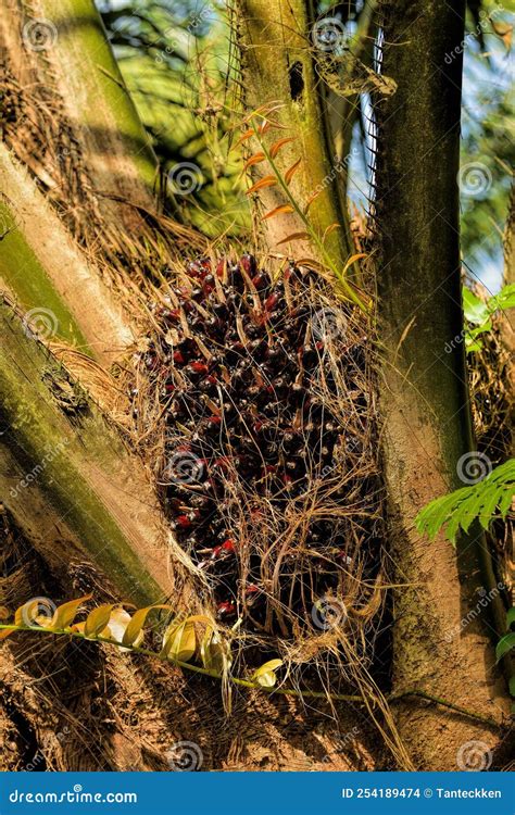 African Oil Palm Elaeis Guineensis Oil Palm Originates From West