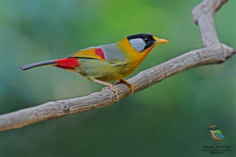 Male Silver Eared Mesia Leiothrix Argentauris 银耳相思鸟 雄 Flickr