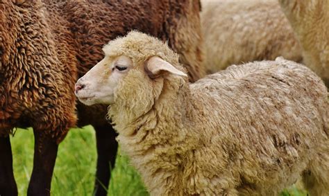 Sheep - Farm Animals Facts & News