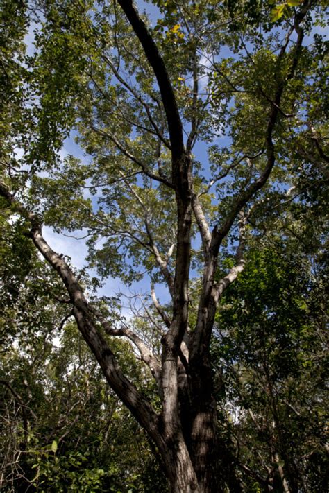 West Indian Mahogany Tree at Windley Key Fossil Reef Geological State ...