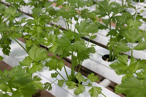 Are Hydroponic Nutrients Safe? A Guide for Growers