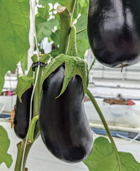 Eggplant 101 A Production Guide Produce Grower