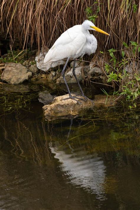 Close Up Great Egret In Florida Everglades Stock Image Image Of