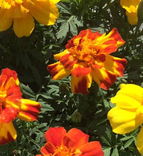 Marigold Triploid Mixed Six Pack Stewarts Garden Centre