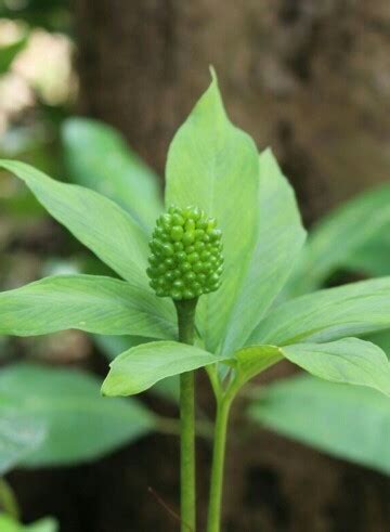 Аризема разнолистная (Arisaema heterophyllum) - PictureThis