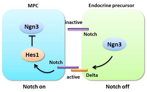 IJMS Free Full Text Notch Signaling In Pancreatic Development