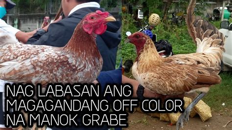 Grabe Manok Dito Ang Gaganda Ng Mga Off Color Youtube