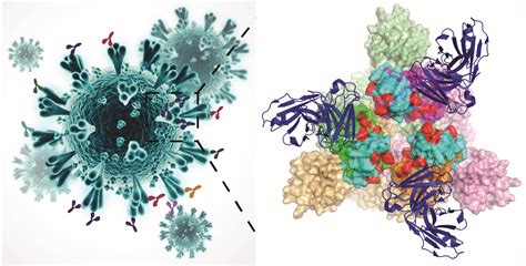 Mutations In Sars Cov Spike Protein Receptor Binding Domains May