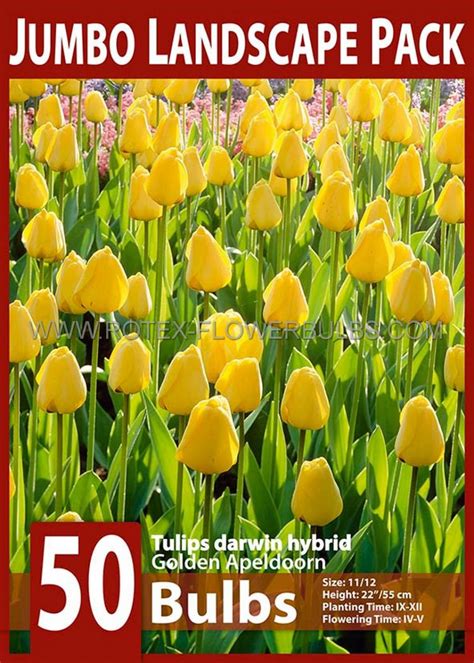 TULIPA DARWIN HYBRID GOLDEN APELDOORN 11 12 CM 10 JUMBO LANDSCAPE