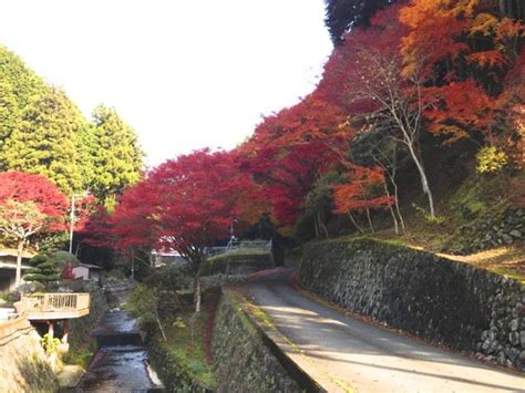 秋合宿で紅葉を満喫 希望の英語教育へ（江利川研究室ブログ）2