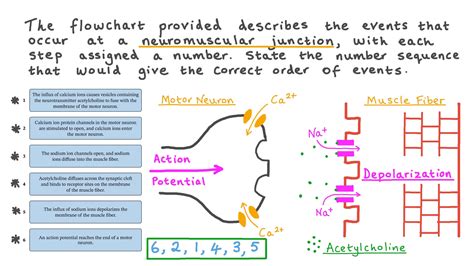 Neuromuscular Junction Process