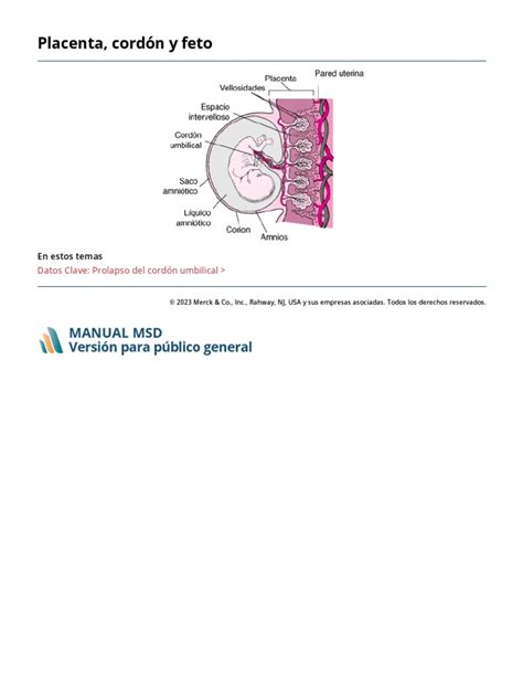 Etapas Del Desarrollo Del Feto Salud Femenina Manual Msd Versión Para Público General Pdf