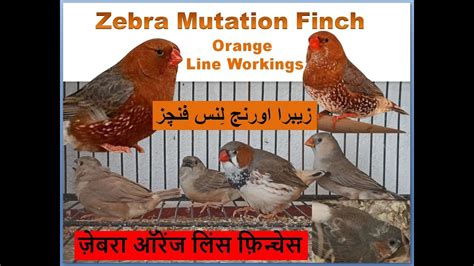 Zebra Mutation Finch Orange Line Finches Birds Birds Breeding