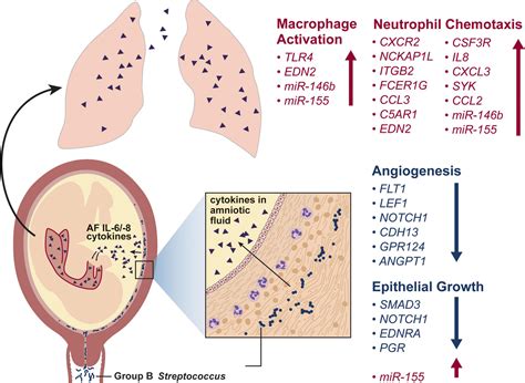 Frontiers Bacterial And Host Determinants Of Group B Streptococcal